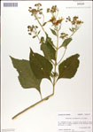 000049484-thumbnail.jpg