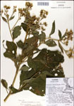 000049486-thumbnail.jpg