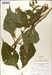 000049488-thumbnail.jpg