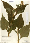000049492-thumbnail.jpg