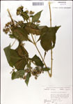 000049493-thumbnail.jpg
