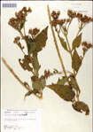 000049494-thumbnail.jpg