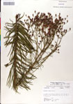 000049501-thumbnail.jpg
