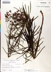 000049503-thumbnail.jpg