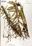 000049506-thumbnail.jpg