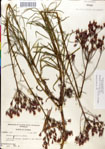 000049510-thumbnail.jpg