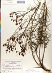 000049511-thumbnail.jpg