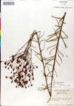 000049512-thumbnail.jpg