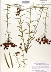000049513-thumbnail.jpg