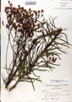 000049515-thumbnail.jpg