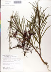 000049517-thumbnail.jpg