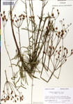 000049523-thumbnail.jpg