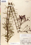 000049525-thumbnail.jpg