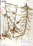 000049529-thumbnail.jpg