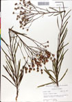 000049545-thumbnail.jpg