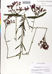 000049557-thumbnail.jpg