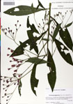 000049558-thumbnail.jpg