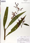 000049559-thumbnail.jpg