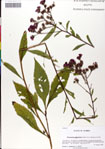 000049560-thumbnail.jpg