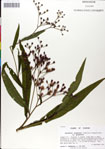 Vernonia