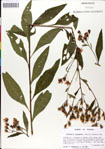 000049563-thumbnail.jpg
