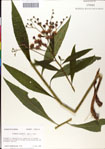 000049564-thumbnail.jpg