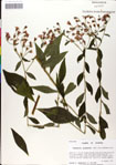 000049566-thumbnail.jpg