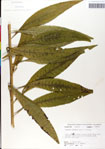 Vernonia