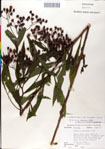 000049570-thumbnail.jpg