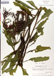 000049571-thumbnail.jpg