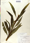 000049572-thumbnail.jpg