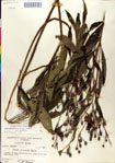 000049575-thumbnail.jpg