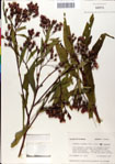 000049578-thumbnail.jpg