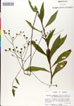000049579-thumbnail.jpg