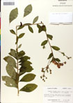 000049582-thumbnail.jpg