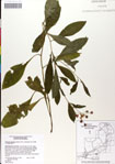 000049584-thumbnail.jpg