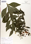 Vernonia