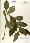 000049586-thumbnail.jpg