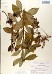 000049588-thumbnail.jpg