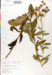 000049591-thumbnail.jpg