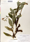 Vernonia