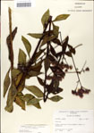 Vernonia