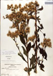 000049600-thumbnail.jpg
