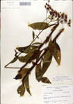 Vernonia