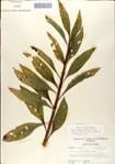 000049608-thumbnail.jpg