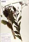 000049610-thumbnail.jpg
