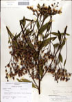 000049612-thumbnail.jpg