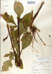 Vernonia
