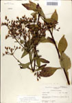 000049618-thumbnail.jpg