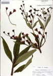 000049621-thumbnail.jpg